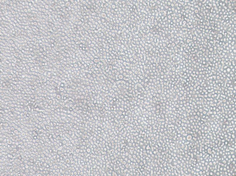 YT Cell Complete Medium - small - 4