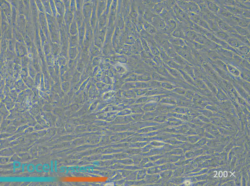 NRK Cell Complete Medium - small - 5