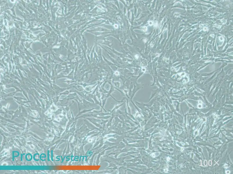 MOG-G-UVW Cell Complete MediumMOG-G-UVW Cell Complete Medium - 2