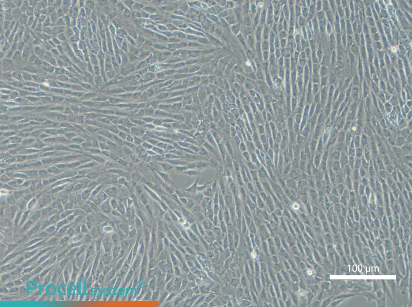 NRK Cell Complete Medium - 1