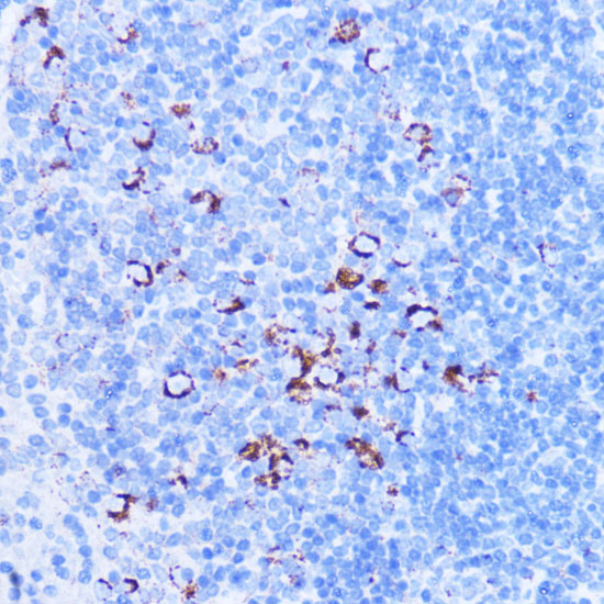 Immunohistochemistry of paraffin-embedded mouse spleen using SHMT2 Polyclonal Antibody at dilution of 1:100 (40x lens).Perform microwave antigen retrieval with 10 mM PBS buffer pH 7.2 before commencing with IHC staining protocol.