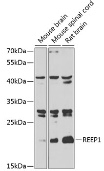 Western blot analysis of extracts of various cell lines using REEP1 Polyclonal Antibody at 1:1000 dilution.