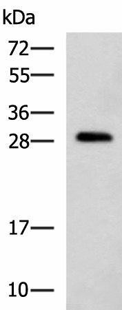 Western blot analysis of K562 cell lysate  using CMTM2 Polyclonal Antibody at dilution of 1:1000