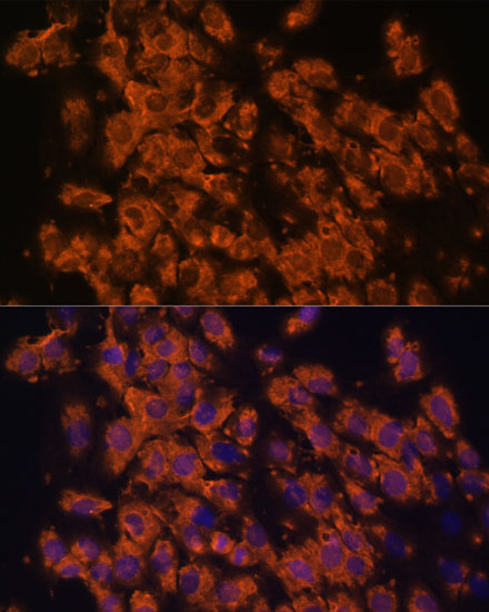 Immunofluorescence analysis of C6 cells using LRRC7 Polyclonal Antibody at dilution of  1:100. Blue: DAPI for nuclear staining.