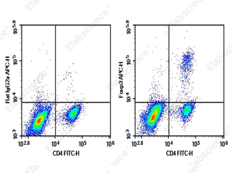 Purified Anti-Mouse Foxp3 Antibody[FJK-16s] - 1