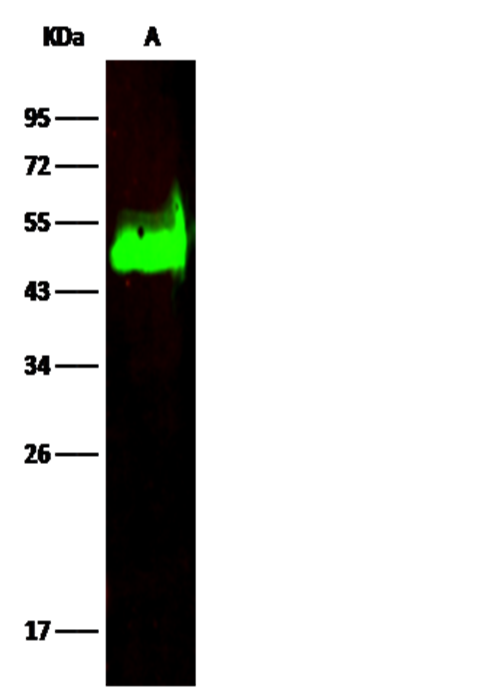 Recombinant CD38 Monoclonal Antibody - small - 2