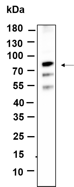 Recombinant NGFR p75 Monoclonal Antibody-searchlist-1
