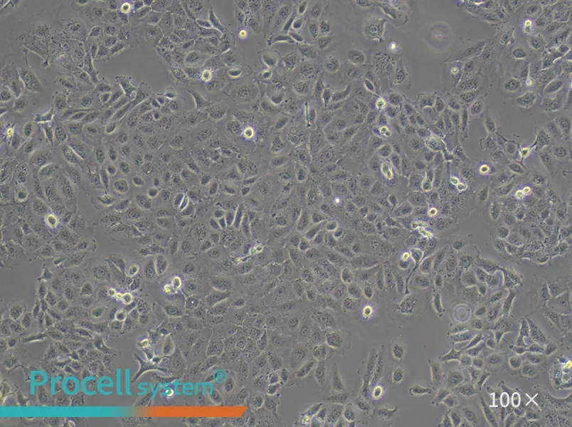 DU 145 Cell Complete Medium - 1