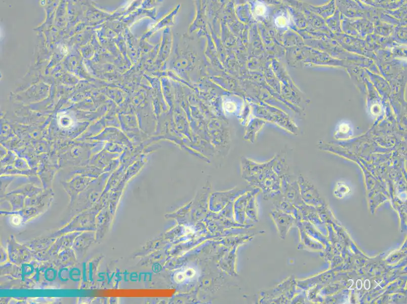 SK-Hep-1 Cell Complete Medium - small - 5