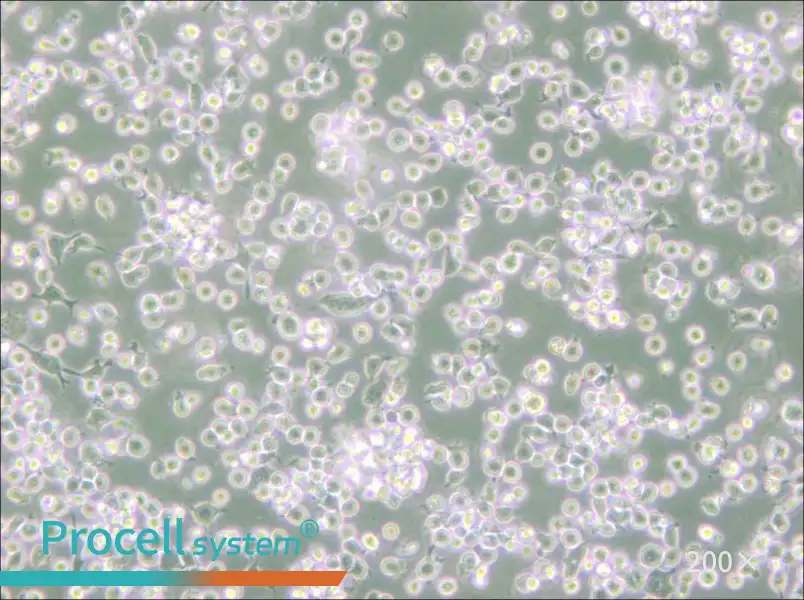 ARH-77 Cell Complete Medium - 4