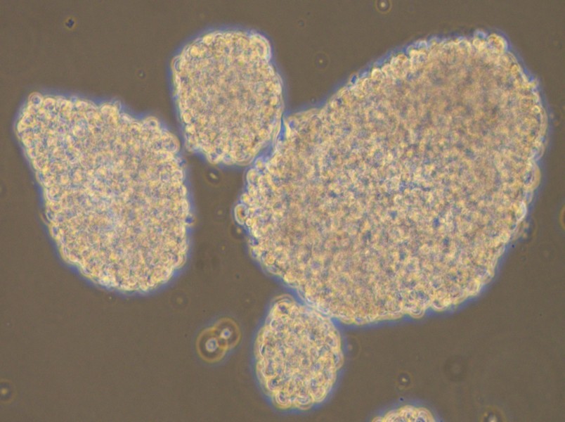 NK-92MI Cell Complete Medium-searchlist-1