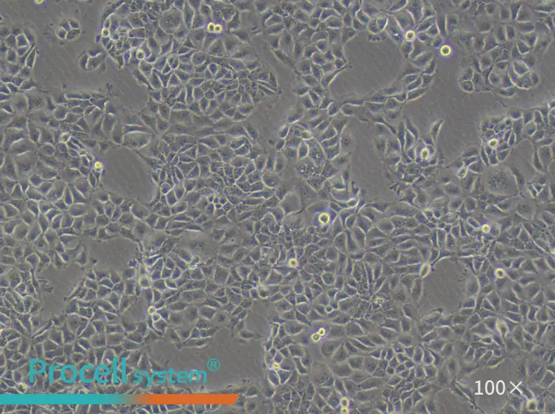 KYSE-270 Cell Complete MediumKYSE-270 Cell Complete Medium - 3