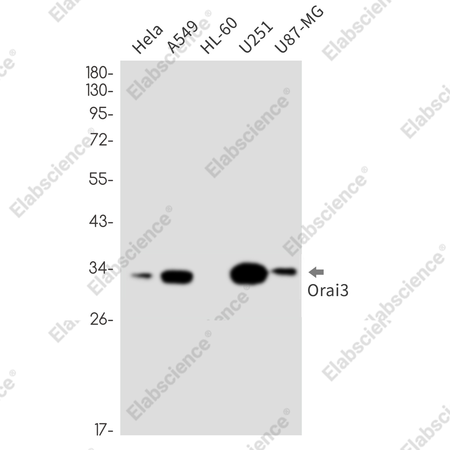 Recombinant ORAI3 Monoclonal Antibody - 1