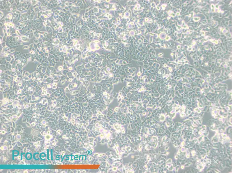 HEC-1-B Cell Complete Medium - 1