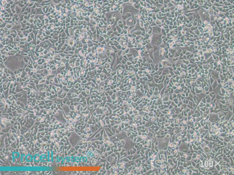 HCT-15-TAX Cell Complete Medium - 2