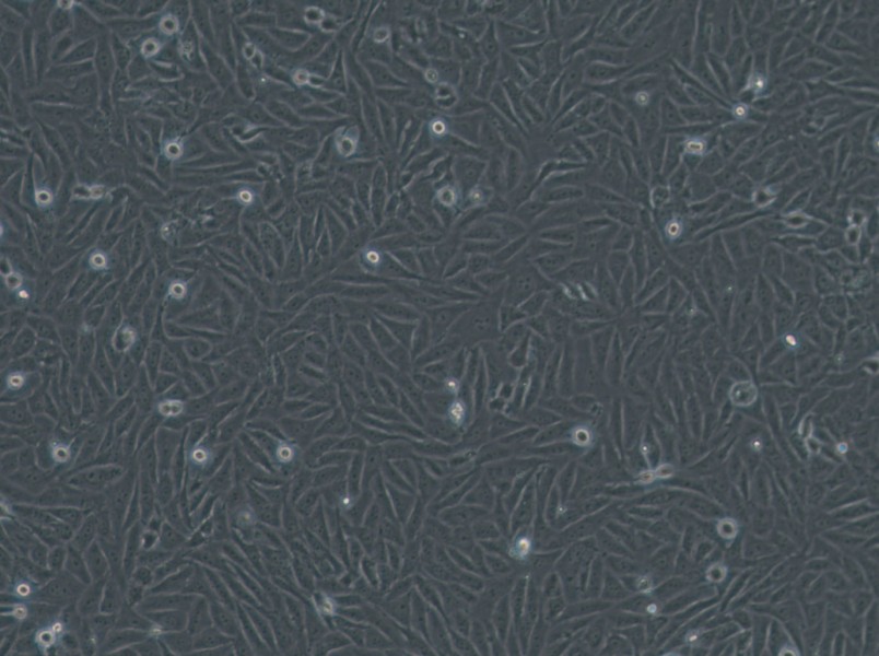 HOS Cell Complete Medium - 2