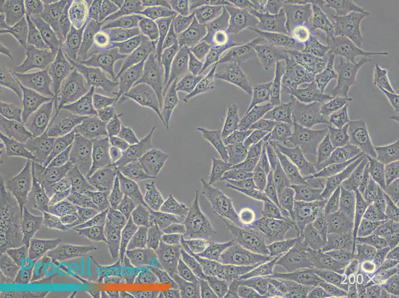 PC-3M Cell Complete Medium - small - 6