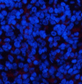 Immunofluorescence analysis of Rat spleen tissue with Phospho-ERK 1/2 (Tyr204) Polyclonal Antibody at dilution of 1:200