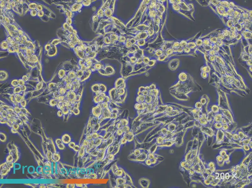 MLTC-1 Cell Complete Medium - small - 5