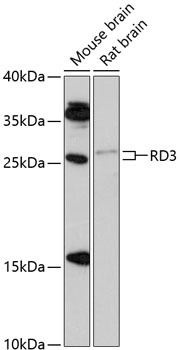 Western blot analysis of extracts of various cell lines using RD3 Polyclonal Antibody at 1:1000 dilution.