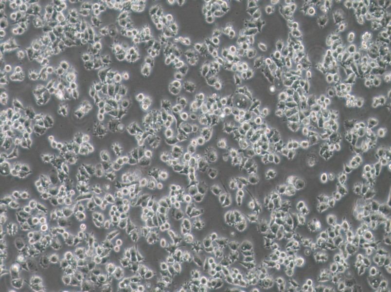 A-427 Cell Complete MediumA-427 Cell Complete Medium - 3