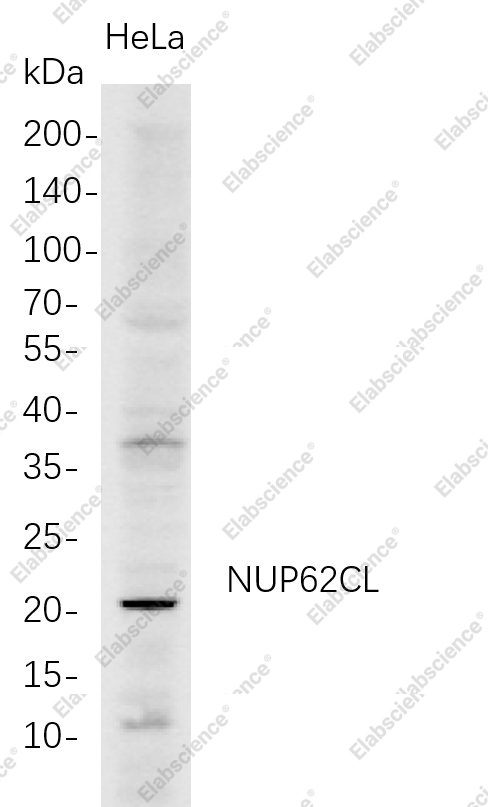 Recombinant NUP62CL Monoclonal Antibody - 1