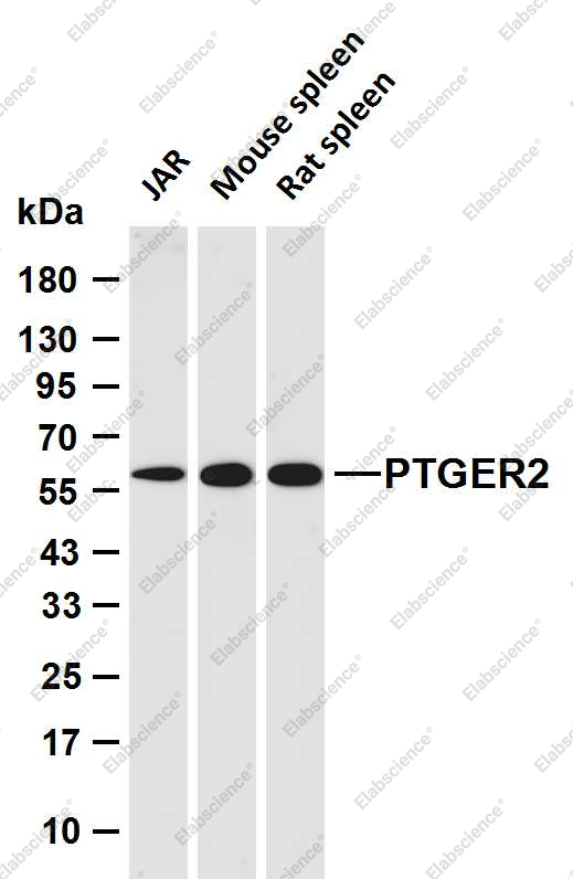 Recombinant PTGER2 Monoclonal Antibody - 1