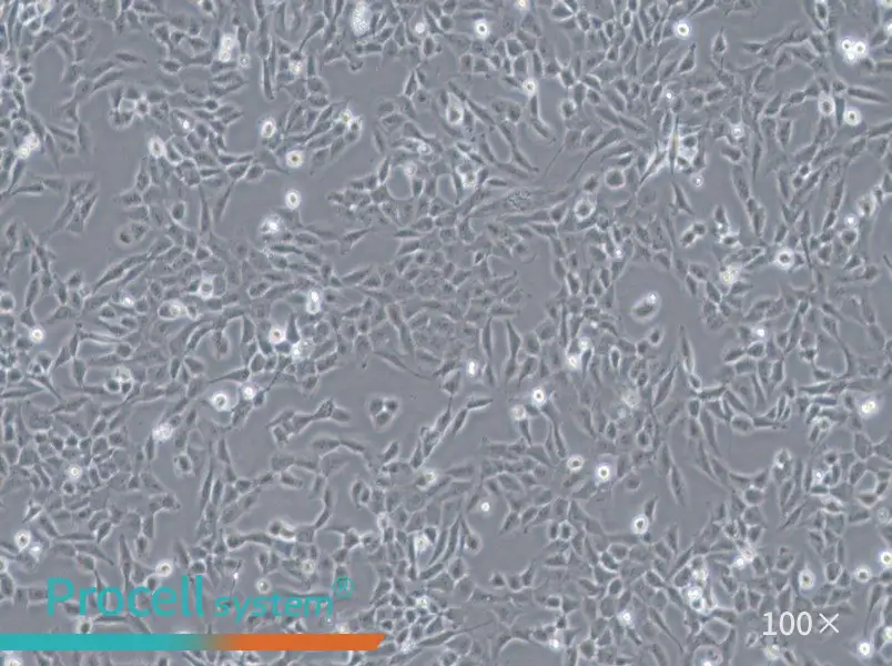 F81 Cell Complete MediumF81 Cell Complete Medium - 2