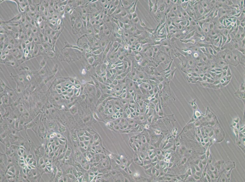 Kuramochi Cell Complete Medium-searchlist-1