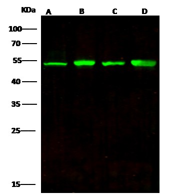 ENO3/beta-enolase Monoclonal Antibody - small - 3