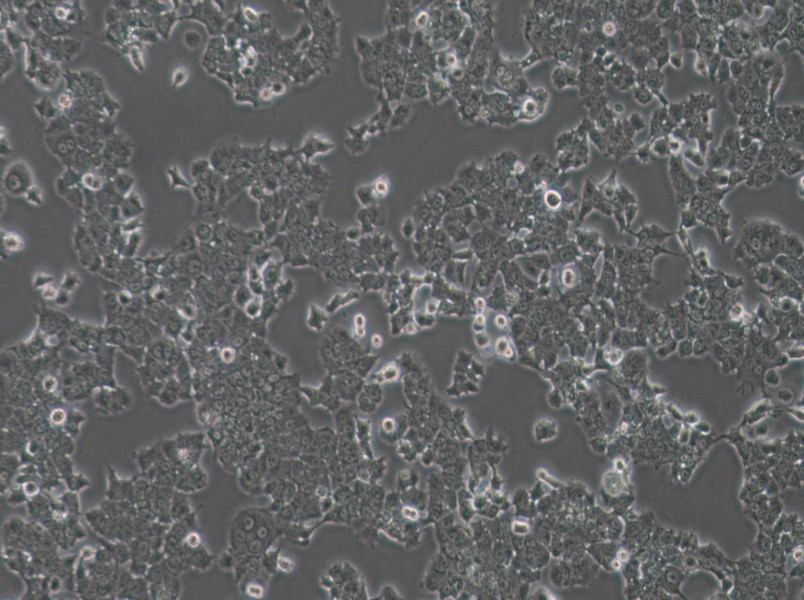 NCI-H1573 Cell Complete Medium - small - 3