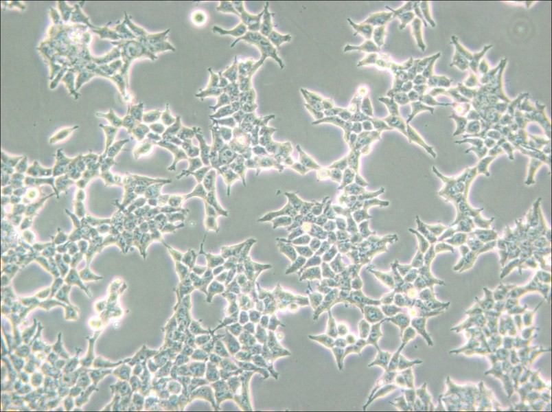 293T/17 Cell Complete Medium - small - 5