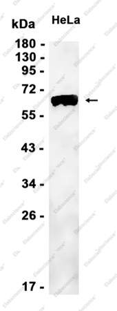Recombinant PDPK1 Monoclonal Antibody - 2