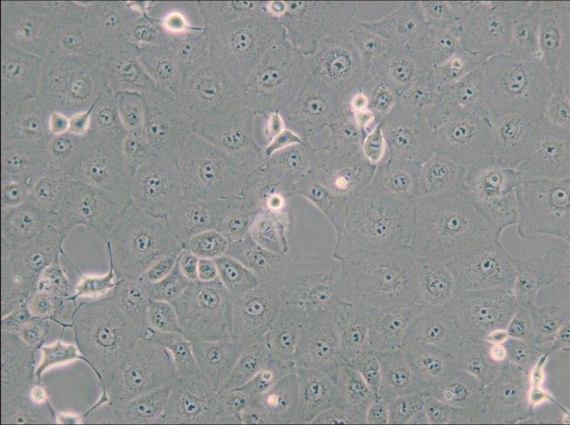 MARC-145 [Marc145] Cell Complete Medium - small - 4