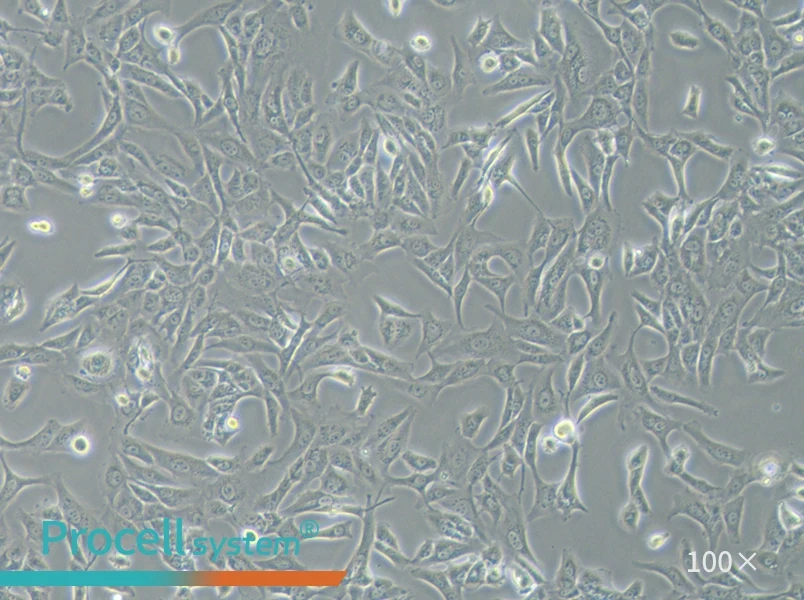 SW 1353 (DMEM) Cell Complete Medium - 1