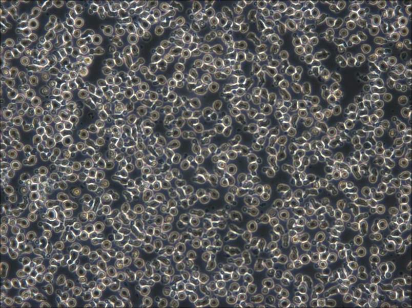 TOLEDO Cell Complete Medium - small - 5