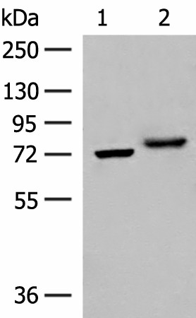 Western blot analysis of A172 and HepG2 cell lysates  using POMGNT1 Polyclonal Antibody at dilution of 1:400