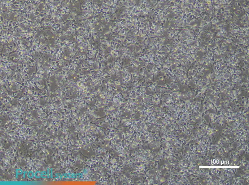Mouse Dopamine Neuron Complete Medium - 3