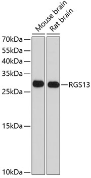 Western blot analysis of extracts of various cell lines using RGS13 Polyclonal Antibody at dilution of 1:1000.