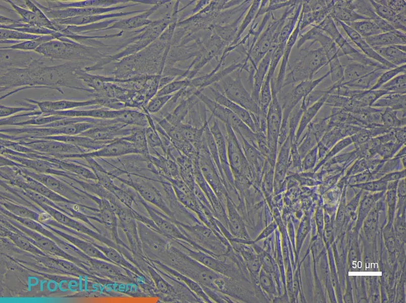 Human Vascular Adventitial Fibroblast Complete Medium - 6