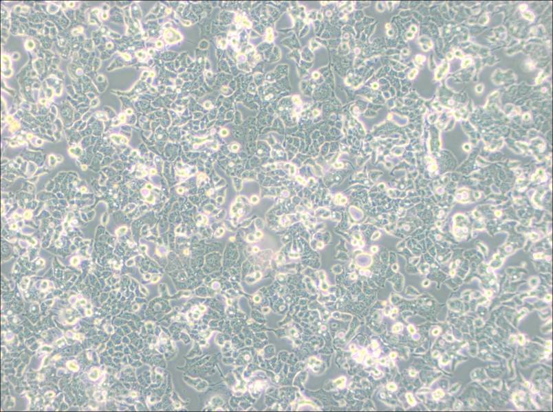 HEC-1-B Cell Complete MediumHEC-1-B Cell Complete Medium - 2