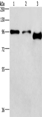 Western Blot analysis of A431 and hela cell,Mouse brain tissue using PIP5K1C Polyclonal Antibody at dilution of 1:500