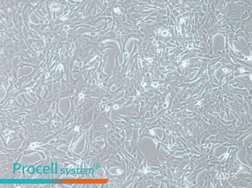 Renca-LUC Cell Complete MediumRenca-LUC Cell Complete Medium - 3