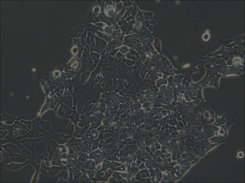 OE33 Cell Complete Medium - small - 4
