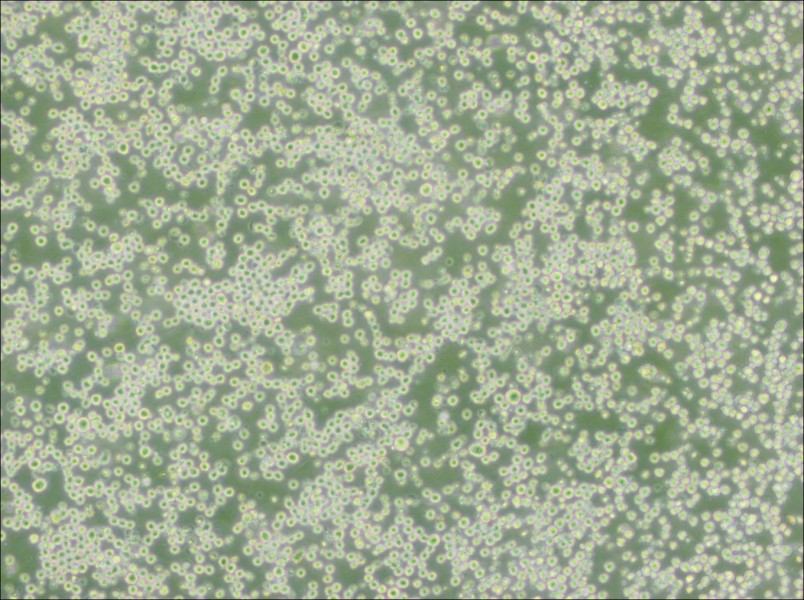 35.1 Cell Complete Medium - 2