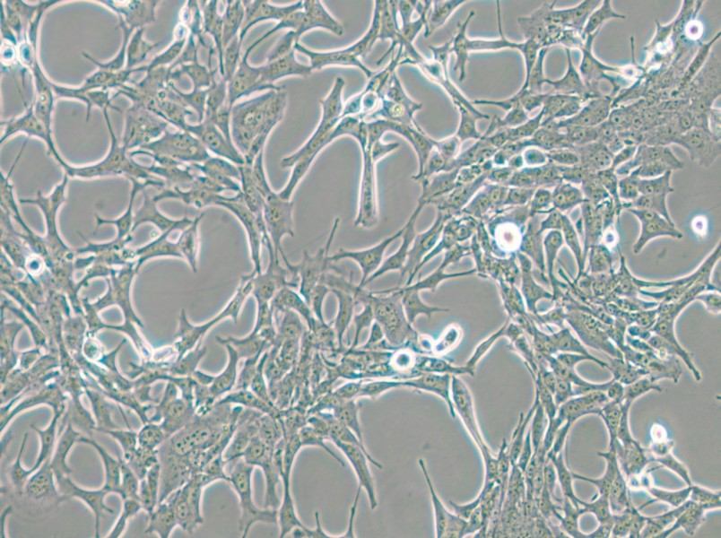 C8-D1A Cell Complete Medium - small - 4
