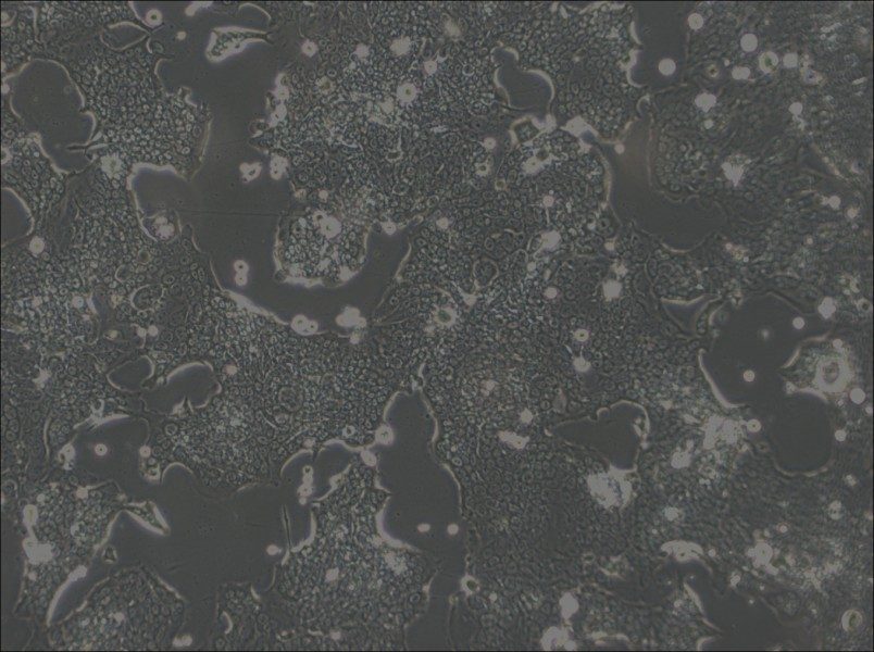 SW1417 Cell Complete Medium - 2