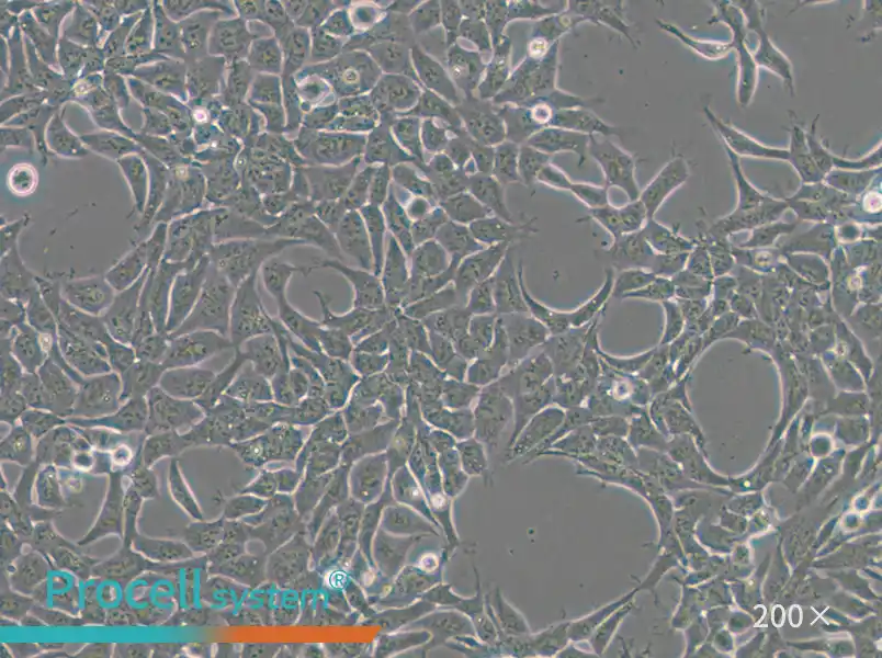 293A Cell Complete Medium - small - 5