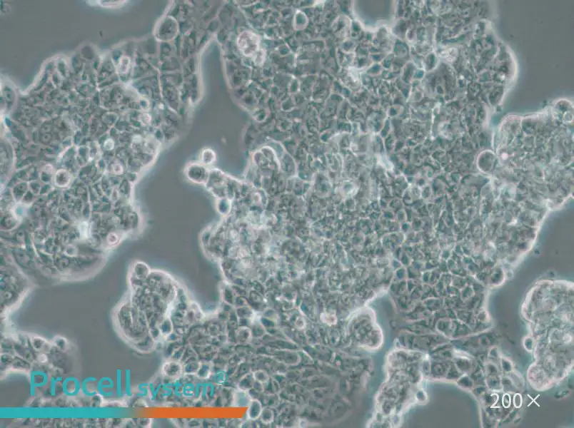 MCF7 [MCF-7] Cell Complete Medium - small - 6