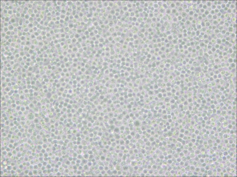 Ramos [RA 1] Cell Complete Medium - 6